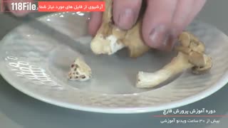 آموزش مرحله به مرحله پرورش قارچ بصورت کامل - www.118file.com