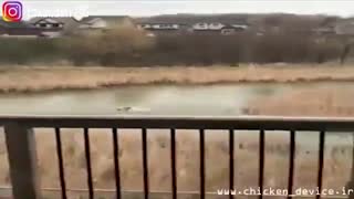 صحنه ی جالب دفاع مرغابی از جوجه های خود