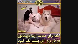 دوتا سگ زن و مرد دعوا میکند سر یک دختر