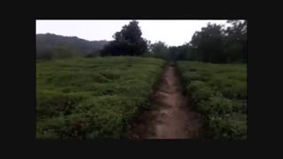 ویلا با چشم انداز باغ چای