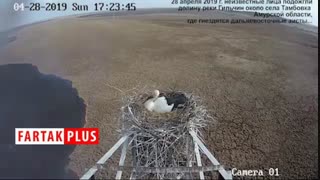 اقدام شجاعانه یک لک لک در برابر آتش سوزی عمدی در تالاب