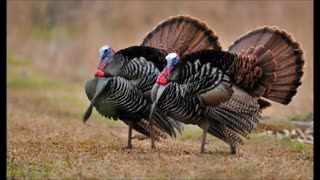 [جوجه کشی موفق از تخم نطفه دار وسالم بوقلمون