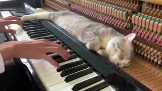The best lullaby for cat (Meowssage)