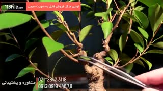 پرورش گل و گیاه زینتی زیبا در منزل