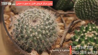 ساخت جذاب ترین باغ شیشه ای با کاکتوس های رنگی