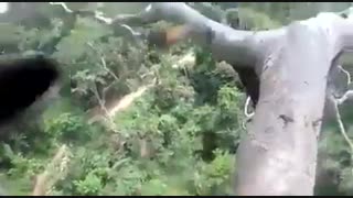 برداشت عسل وحشی از درخت