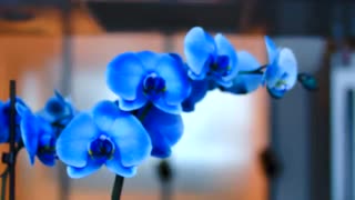 لنز زایس 35 میلیمتری-اجاره لنزهای عکاسی و سینمایی