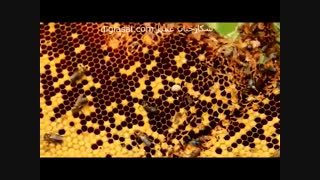 شکارچیان عسل. شکار عسل وحشی از صخره ها، نوک درختان و دل خاک