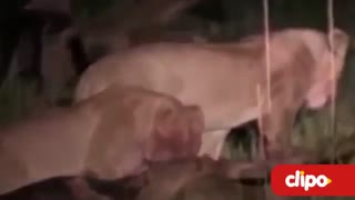 ده نبرد عجیب حیوانات