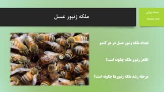 معرفی کامل ملکه زنبور عسل