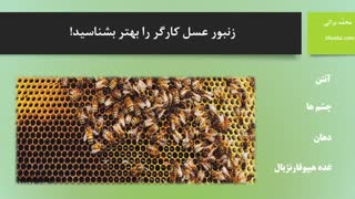 زنبور عسل کارگر را بهتر بشناسید!