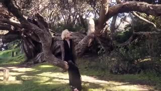 موزیک ویدیو Starry Night از Mamamoo