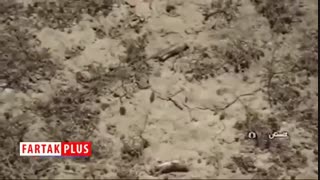 مبارزه با ملخ‌ها در مراتع آق قلا