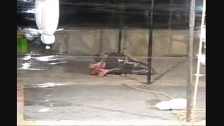 مانیفیست صلح