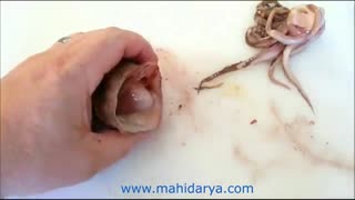 بهترین روش برای پاک کردن ، تمیز کردن و تهیه کالاماری (اسکوئید)