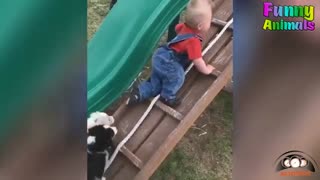 حیوانات بامزه _funny animals