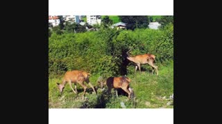 سورتمه سوری در تالش