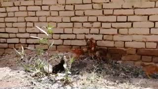 جوجه 45 روزه گلپایگانی