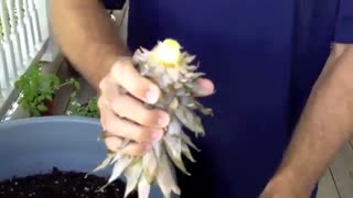 کاشت آناناس