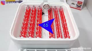 دستگاه جوجه کشی چهل وهشت تایی