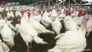 فاکتور اول جوجه کشی