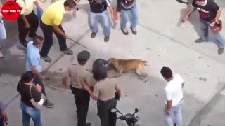 هیچ چیزنمی تونه جلو حمله یک پیت بول رو بگیره