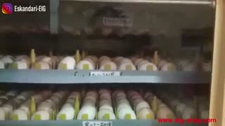 فاکتورهای جوجه کشی از پرندگان