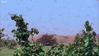 حمله ارتش ملخ ها به تمام مواد غذایی سر راهشان