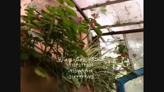 اقامتگاه بوم گردی ماژان در مشهد