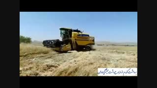 برداشت گندم از مزارع گچساران