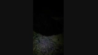 رفتار خارپشتها هنگام خطر