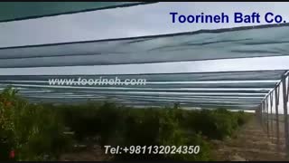 توری سایبان برای پوشش و آفتاب سوختگی درختان انار
