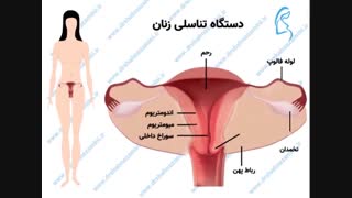 فیلم دستگاه تناسلی زنان
