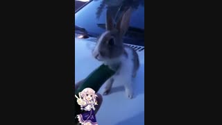 خرگوشکم♡~♤