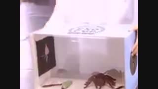 ترس بکی از عنکبوت