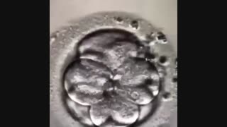 مراحل مختلف رشد و تکامل جنین