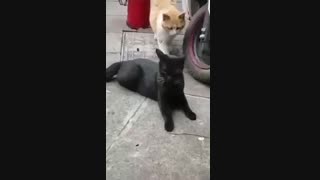 مخ زنی بی موقع