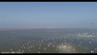 هورالعظیم/  Hoor al-Azim Wetland