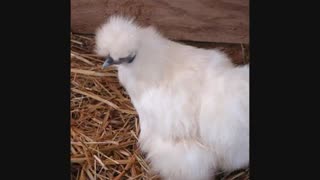 فروش تخم نطفه دار تمام پرندگان و طیور زینتی