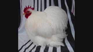 تخم نطفه دار انواع طیور و پرنده زینتی به کل کشور