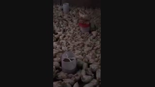 فروش بوقلمون بیوتی 6 فوق سنگین 1ماهه کامل 09121986651