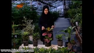 نحوه نگهدار ی و تکثیر گیاه کوروتون