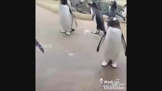 بوی گل پنبه