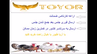 خرید و فروش تخم/تخم نطفه دار/تخم طاووس