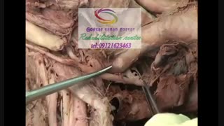 مراکز تخصصی تصویر برداری حنجره در کرج|گفتار توان گستر البرز09121623463