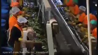 پرورش و فرآوری آلوئه ورا