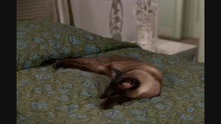 فیلم کلاسیک گربه جاسوس       That Darn Cat