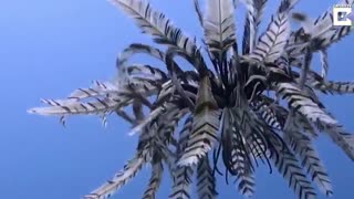 ستاره دریایی نادر در حال شنا کردن