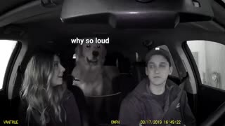 اینا سگشون رو بردن کارواش (واکنش عجیب حیوون)