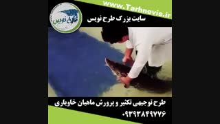 طرح توجیهی تکثیر و پرورش ماهیان خاویاری